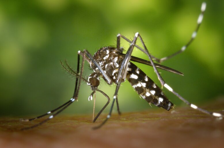 Les insecticides