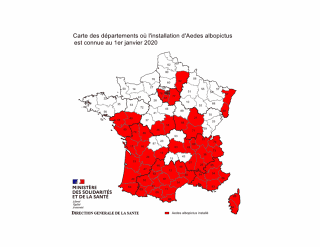 Le moustique Tigre- AEDES ALBOPICTUS